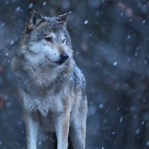 De laatste wolf van Brabant